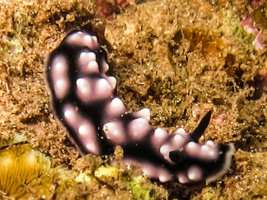 Phyllidiella pustulosa
